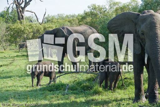 Afrikanischer Elefant (93 von 131).jpg
